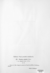 Puccinia coronata image